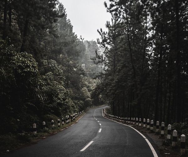 A winding path through a calm, green forest, symbolizing a journey.